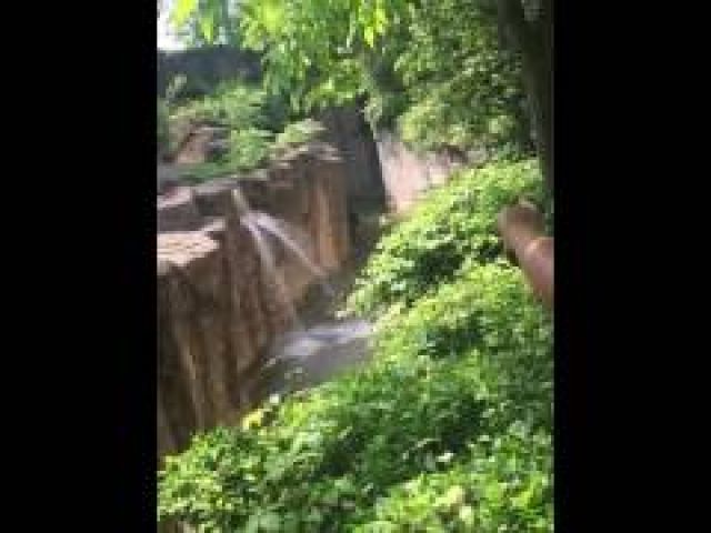 Cincinnati Zoo Kills Gorilla Harambe to Save Boy Who Fell Into Enclosure Full Video