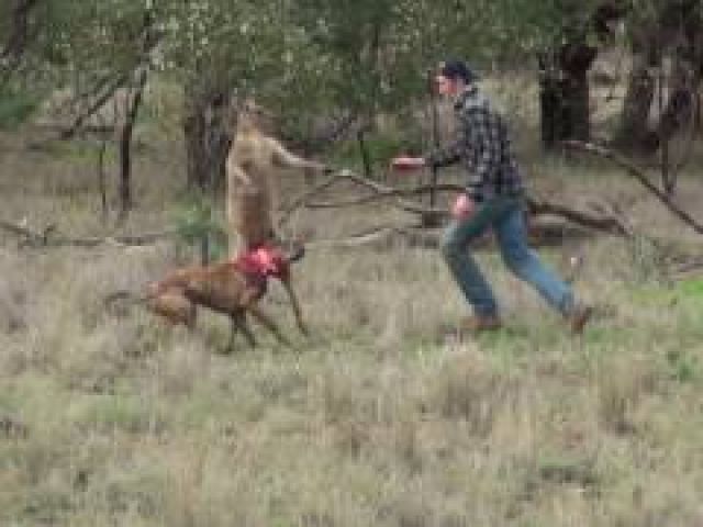 Man Punches Kangaroo To Save Dog