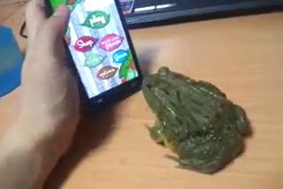 Frog Game Funny