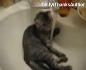 funny cats in water