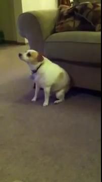 Dog Dancing To Eminem Shake That Ass For