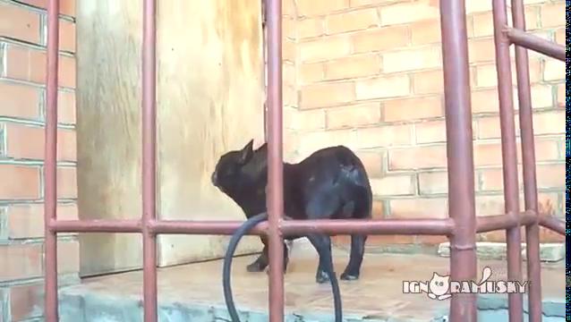 Dog Ask Open Door
