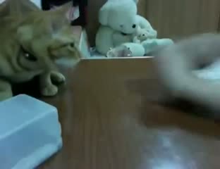 Cat Uses Human To Open Food Box