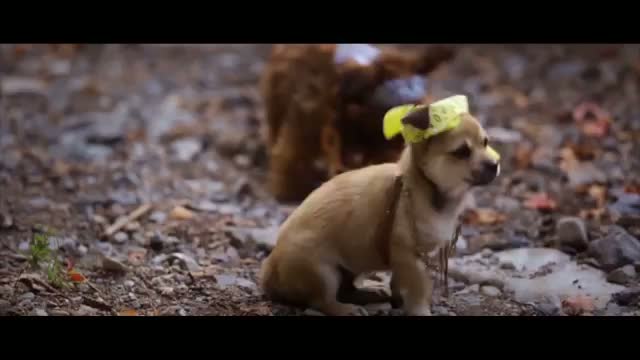Flying Kittens vs. Flying Puppies Slow Motion Battle