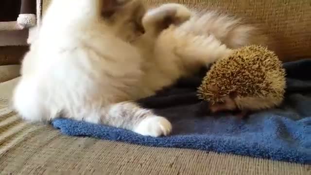 Kitty sits on hedgehog!