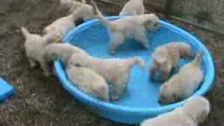 5 week old golden retriever puppies really mad when someone doesn't fill their pool!