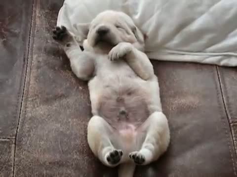 2-Week-Old Puppy Dreaming