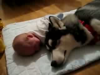Dog sings while the baby cries