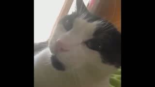 Funny Cats Vines Compilation