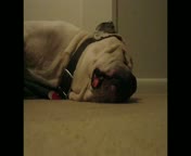 Funny sleeping dog