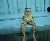 A frog sitting on a bench like a human