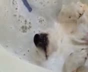 Casper the bath loving dog