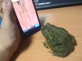 a frog tries to catch bugs on a touch screen