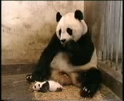 Funny baby panda