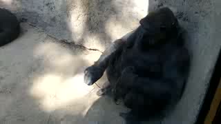 GORILLA PLAYS WITH BOY AT ZOO!