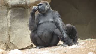 Cute Baby Gorilla Learning how to Climb