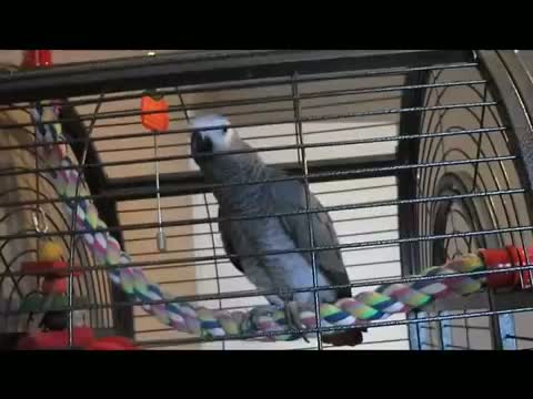 African grey swearing at toy