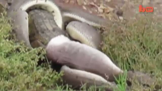 Caught On Camera- Snake Devours Crocodile After 5 Hour Battle