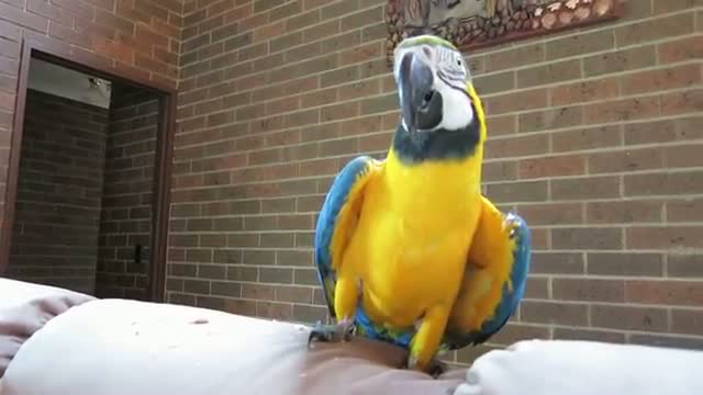 The Real Macaw Talking Parrot