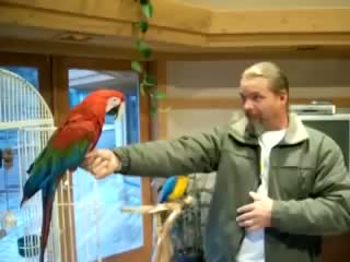 greenwing macaw gets shot