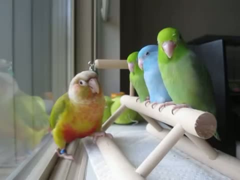 Conure being sweet with baby Parrotlets
