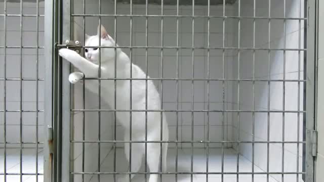 Prison Break: Cat Version