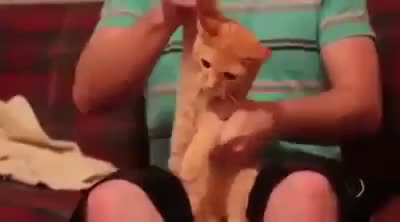 Cat Dancing Dubstep FUNNY