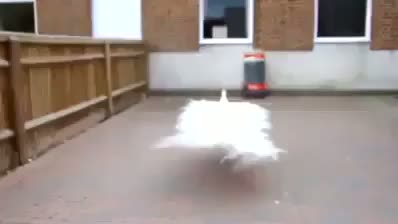 A rare video of white pea when it dancing...