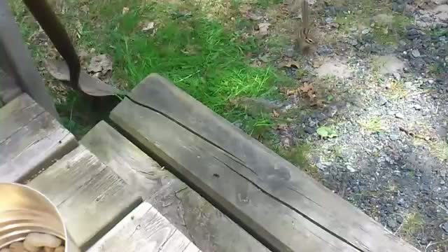 How to catch a chipmunk