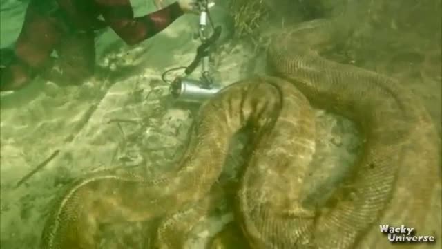 Giant Snake Discovered!