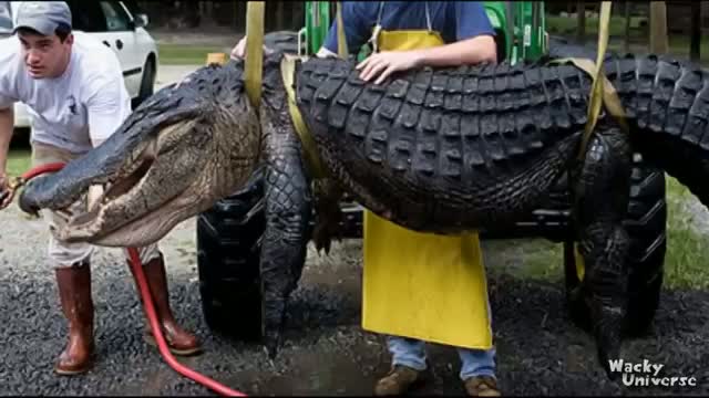 Huge Crocodile!