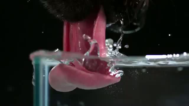 Someone Decided To Record Dogs Drinking Water In Ultra Slow-Motion