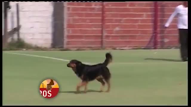 Dog Scores Goal In A Football Match