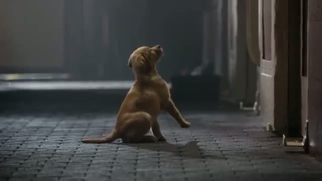 Budweiser Super Bowl XLVIII Commercial -- Puppy Love