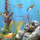 Freshwater Live Wallpaper
