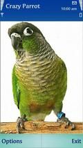 TALKY PARROT