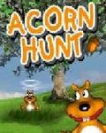 Acorn Hunt
