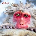 Zindagi Kuch Toh Bata (Zubin)