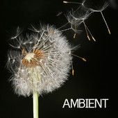 Ambient Loop